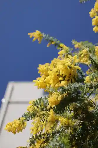蔵前神社(東京都)