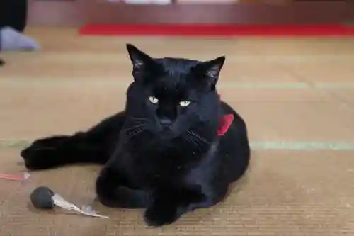 高司神社〜むすびの神の鎮まる社〜の動物