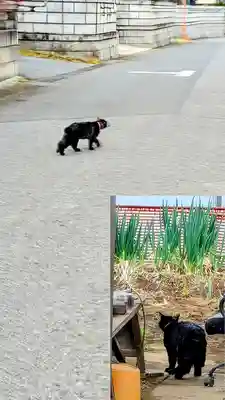 高津比咩神社の動物