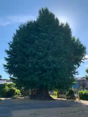 西福寺(千葉県)