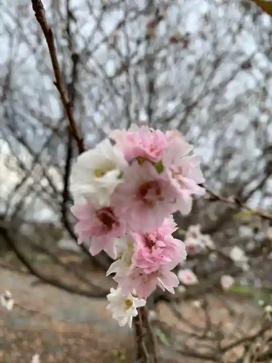 赤城神社の自然