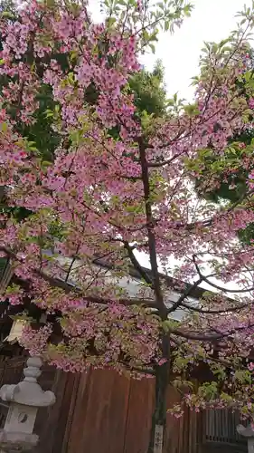 櫛田神社の自然