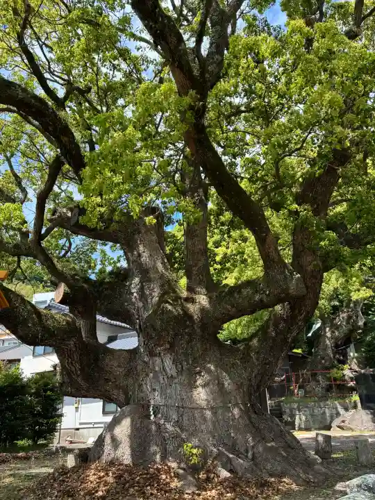 土肥神社の{uncategorized: "未分類", other: "その他", undefined: "問題あり", building: "その他建物", grave: "お墓", sacred_gate: "鳥居", guardian: "狛犬", statue: "像", buddha: "仏像", history: "歴史", nature: "自然", garden: "庭園", animal: "動物", pagoda: "塔", temizu: "手水舎", mountain_gate: "山門・神門", sanctuary: "本殿・本堂", subordinate: "末社・摂社", art: "芸術", scenery: "景色", jizo: "地蔵", ema: "絵馬", goshuin: "御朱印", omikuji: "おみくじ", items: "授与品その他", amulet: "お守り", goshuincho: "御朱印帳", eats: "食事", festival: "お祭り", votive_dance: "神楽", shichigosan: "七五三参", wedding: "結婚式", experience: "体験その他", initially: "初詣", around: "周辺", anti_infection: "感染症対策"}