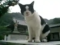 光明寺の動物