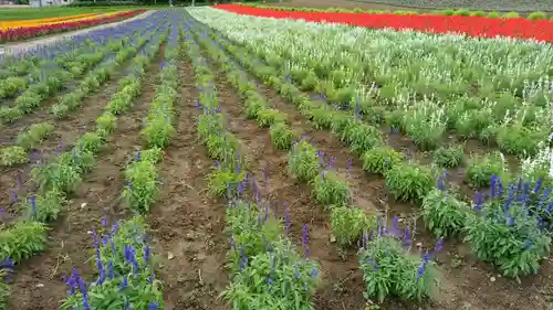 中富良野神社の周辺