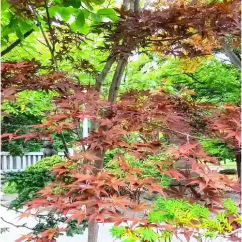彌彦神社　(伊夜日子神社)の自然