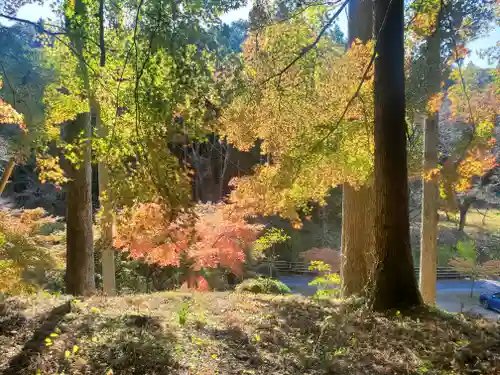金藏院（聖法寺）の自然