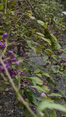 平野神社(京都府)