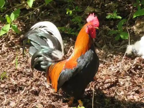 公時神社の動物