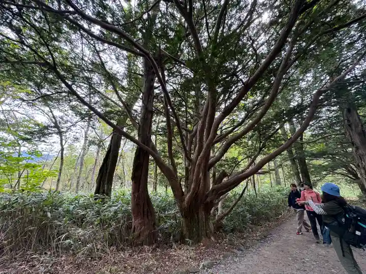穂高神社奥宮の自然