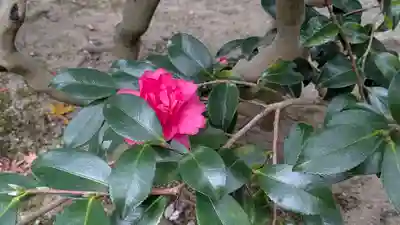 義仲寺(滋賀県)