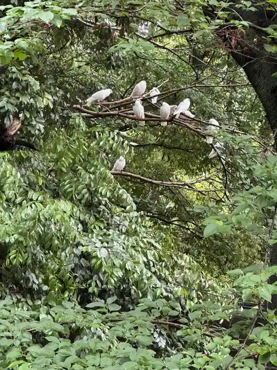 靖國神社の動物