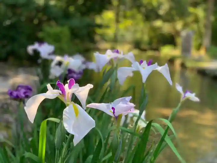 賀茂別雷神社(上賀茂神社)の自然
