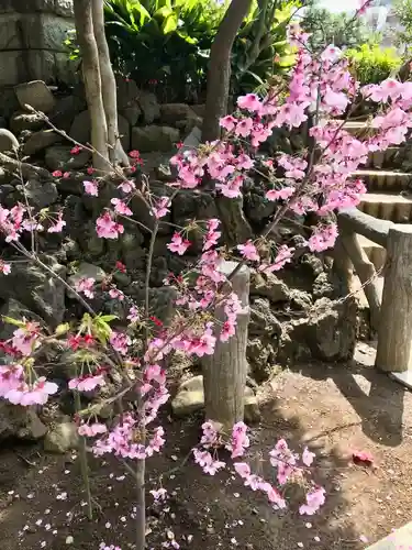 鳩森八幡神社の自然