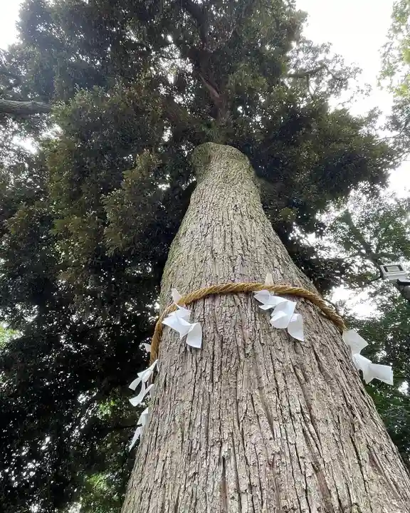 岩槻久伊豆神社の自然