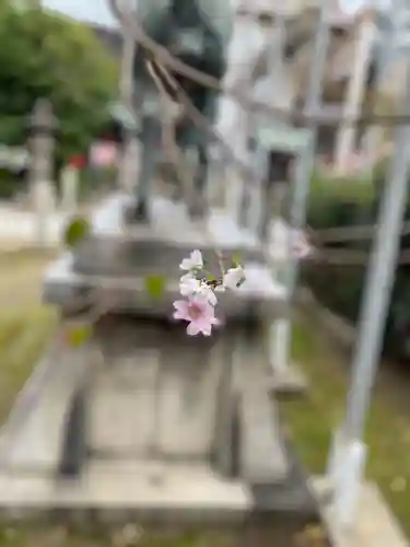 富士浅間神社の自然