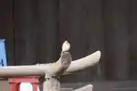 阿邪訶根神社の動物