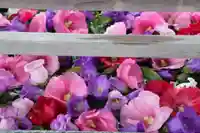 豊景神社の手水舎