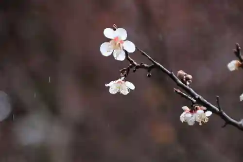 鹿島大神宮の自然