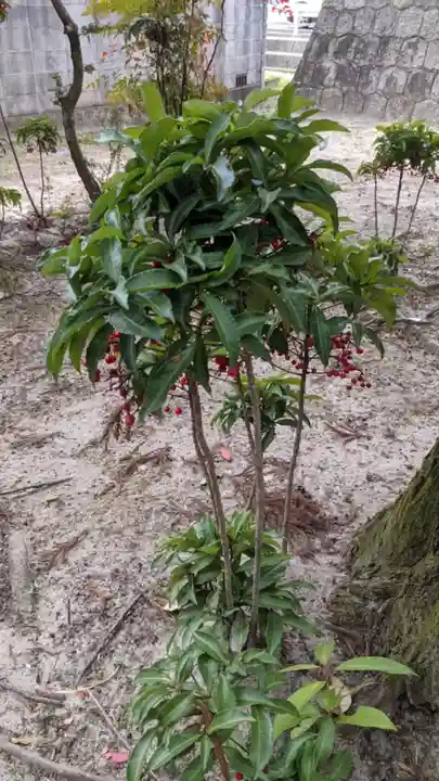 熊野神社(板山熊野神社)の自然