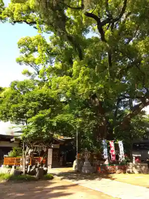 松原神社の自然