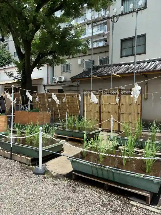 浅草神社(東京都)