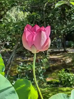 法金剛院(京都府)