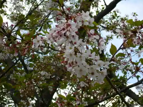 極楽寺（霊鷲山感應院極楽律寺）の自然
