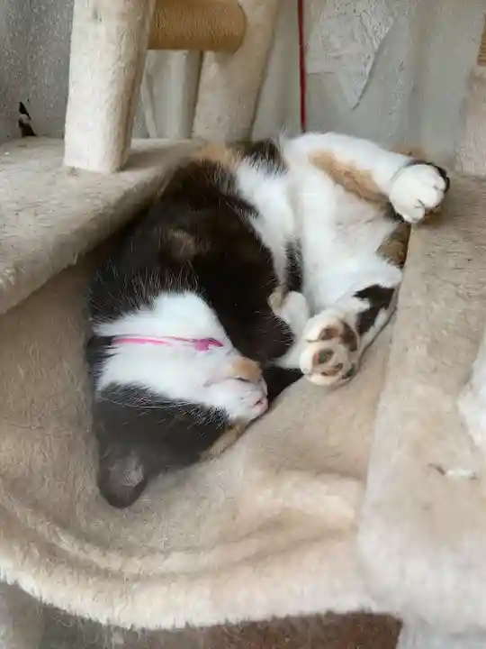 熊野那智神社(宮城県)