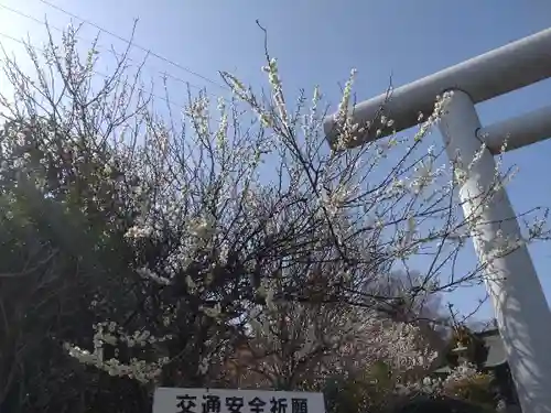 四倉諏訪神社の鳥居