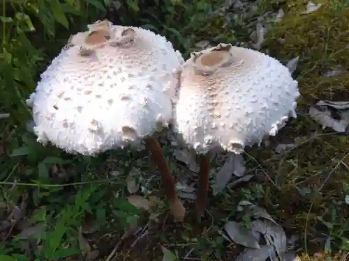 高津八幡宮(京都府)