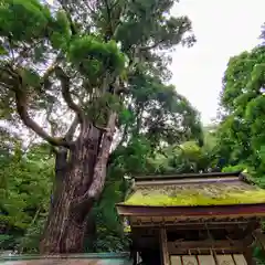 若狭姫神社（若狭彦神社下社）(福井県)