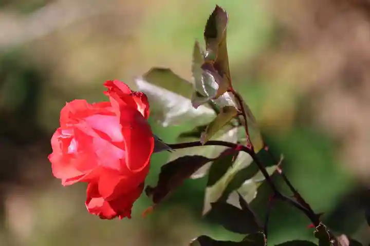 高司神社〜むすびの神の鎮まる社〜の自然
