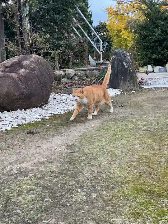 一心寺・一心禅寺の動物
