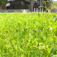 高司神社〜むすびの神の鎮まる社〜の自然