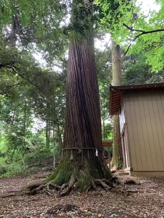 熊野神社の自然