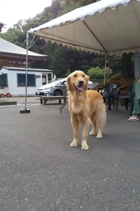御誕生寺(猫寺)(福井県)