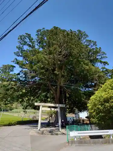 高根白山神社の鳥居