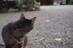 高麗神社の動物