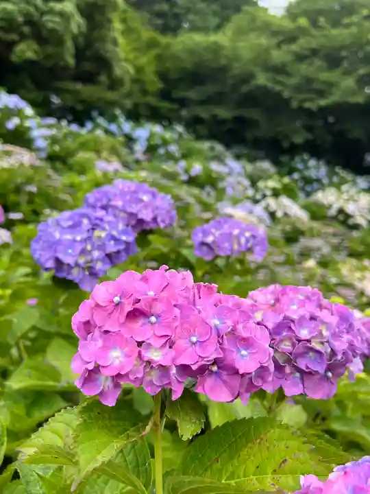 粟井神社(香川県)