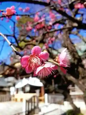 布多天神社(東京都)