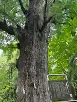 芝東照宮の自然