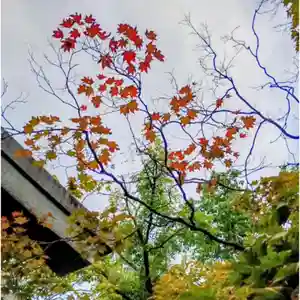 彌彦神社 (伊夜日子神社)(北海道)(2025年09月14日(日) 08時56分11秒投稿)