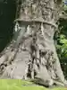 荏柄天神社の自然