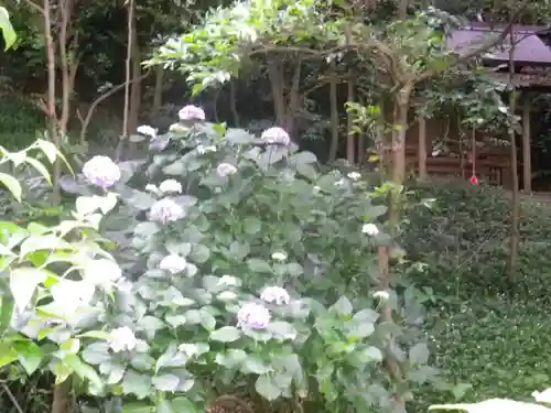 甘縄神明神社（甘縄神明宮）の自然