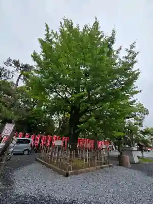 大垣八幡神社(岐阜県)