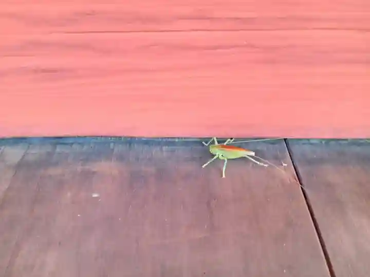 金剛寺(大阪府)