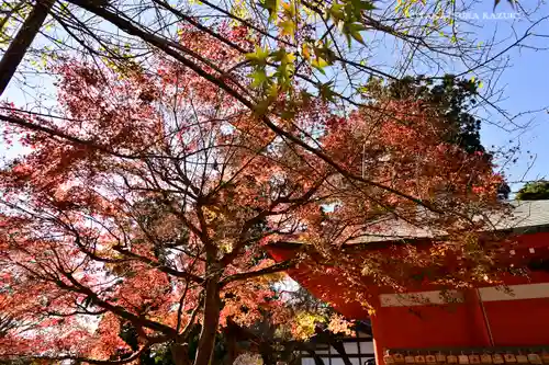 高尾山薬王院の自然