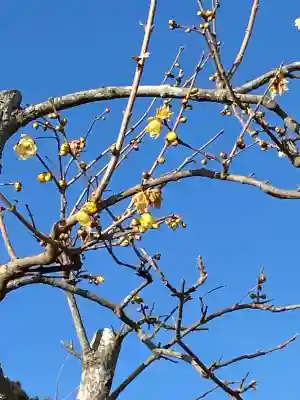 宝登山神社の{uncategorized: "未分類", other: "その他", undefined: "問題あり", building: "その他建物", grave: "お墓", sacred_gate: "鳥居", guardian: "狛犬", statue: "像", buddha: "仏像", history: "歴史", nature: "自然", garden: "庭園", animal: "動物", pagoda: "塔", temizu: "手水舎", mountain_gate: "山門・神門", sanctuary: "本殿・本堂", subordinate: "末社・摂社", art: "芸術", scenery: "景色", jizo: "地蔵", ema: "絵馬", goshuin: "御朱印", omikuji: "おみくじ", items: "授与品その他", amulet: "お守り", goshuincho: "御朱印帳", eats: "食事", festival: "お祭り", votive_dance: "神楽", shichigosan: "七五三参", wedding: "結婚式", experience: "体験その他", initially: "初詣", around: "周辺", anti_infection: "感染症対策"}