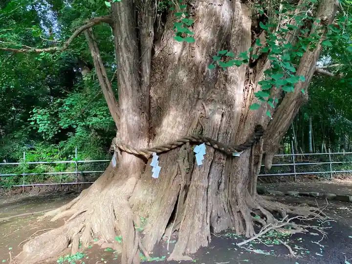 峯ヶ岡八幡神社の自然